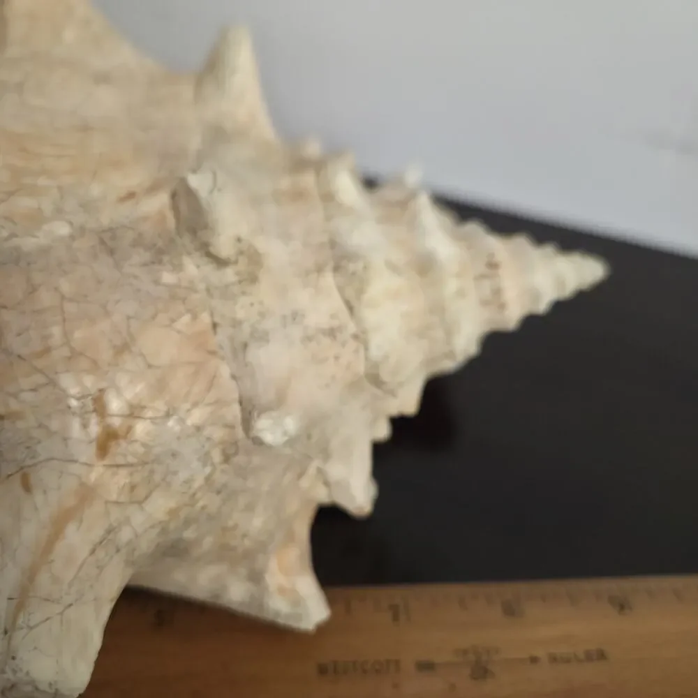 Natural 9.5” L Conch Shell - Picture 9 of 10